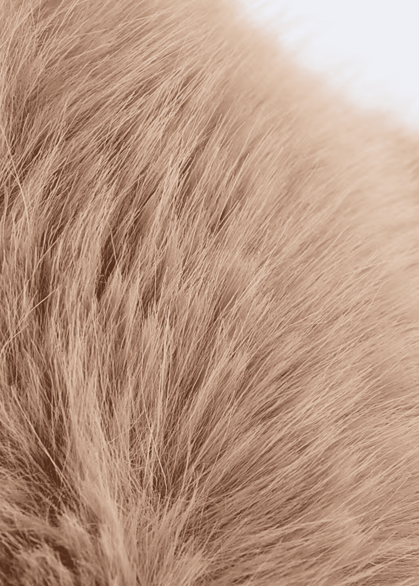 Faux-Fur Collar Wool Coat